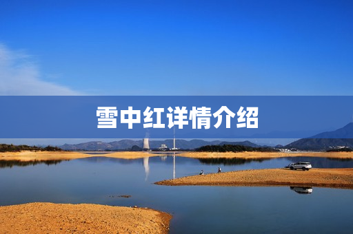 雪中红详情介绍