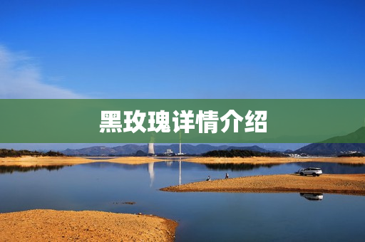 黑玫瑰详情介绍