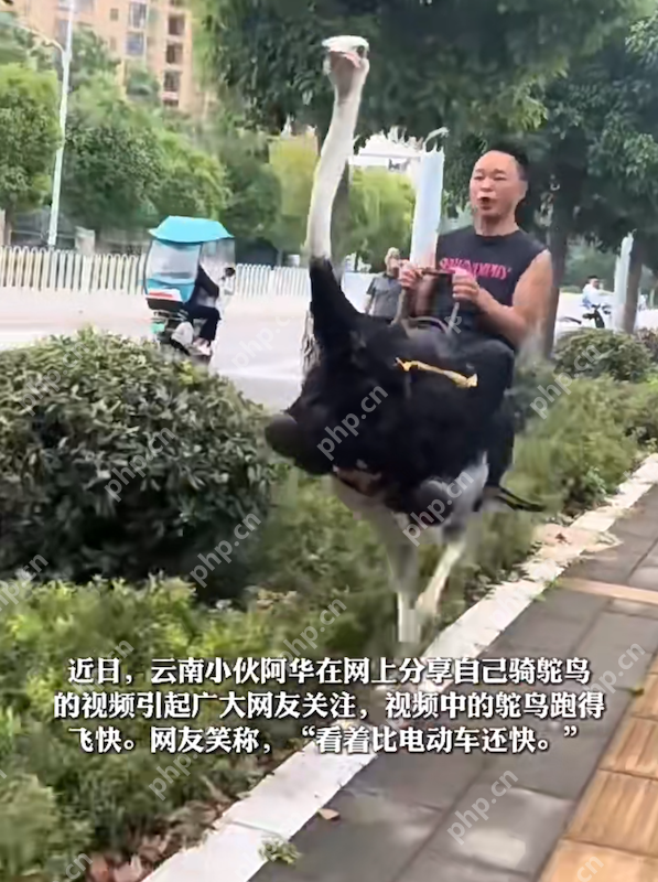 遥遥领先!云南男子喜提新能源坐骑——鸵鸟,当事人:最快可以跑80迈 - php中文网