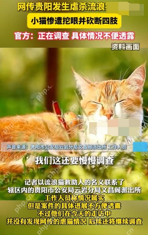 贵州文昌阁多只小猫被挖眼砍断四肢是怎么回事？详情介绍 - php中文网