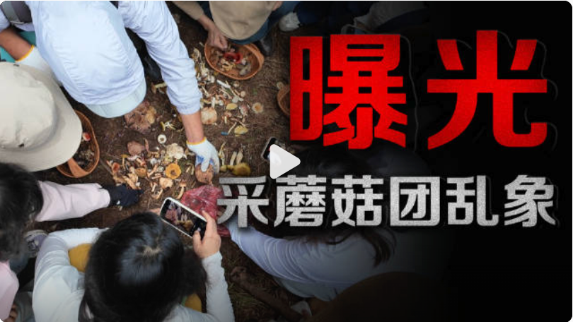 采蘑菇团乱象曝光：有节制的采集配合正确的采集方式