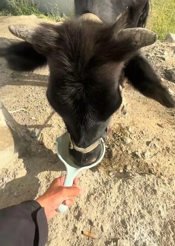 小伙在新疆“找矿”却因喂牛走红是怎么回事?详情介绍 - php中文网