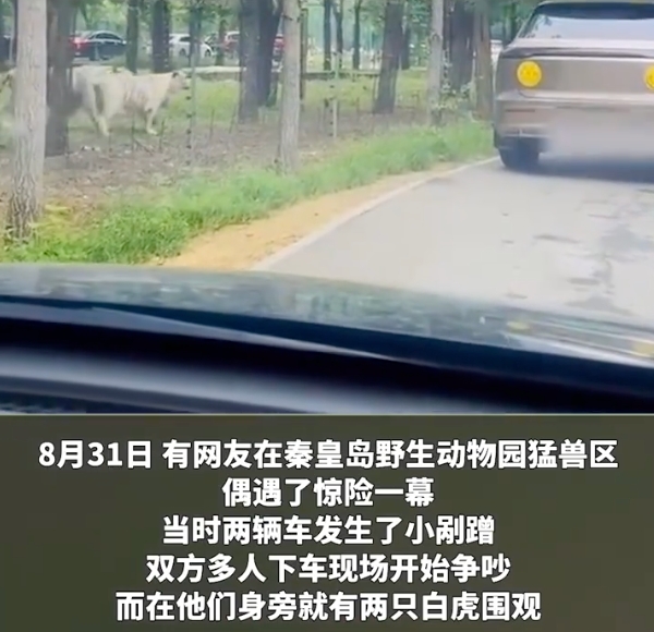 动物园内多名游客下车当老虎面吵架是怎么回事？详情介绍