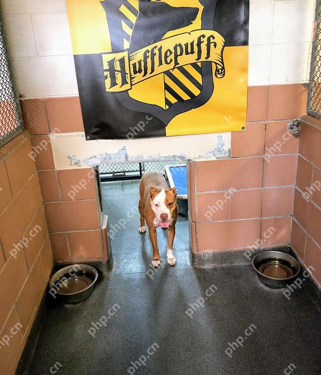 霍格沃茨魔法狗校的入口是怎么回事？详细介绍 - php中文网