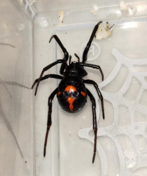 男子遭罕见“怪肥腹蛛”咬伤是怎么回事？详情介绍