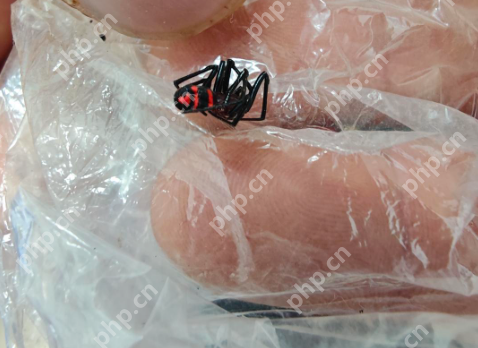 男子遭罕见“怪肥腹蛛”咬伤是怎么回事?详情介绍 - php中文网